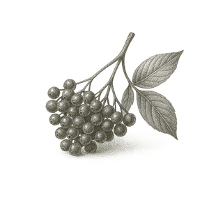 PhytoCide Elderberry