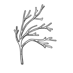Irish Sea Moss